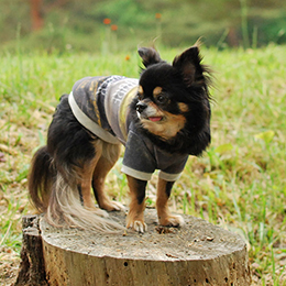 マスターパターン熟練犬服工房セットインスリーブTシャツ小型犬8サイズ