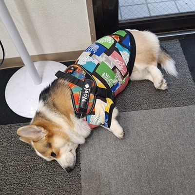 犬服教室