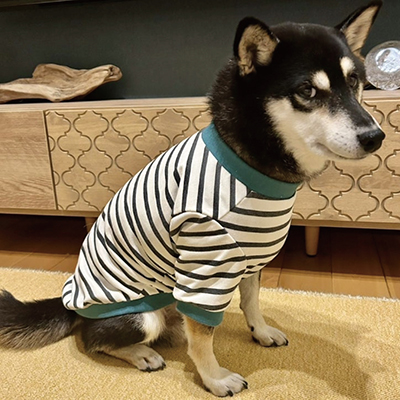 犬服教室