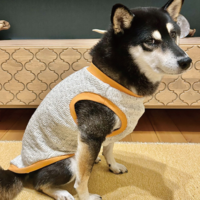 犬服教室